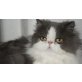 Blue Merlin von der Persersymphonie, Perser - Kater