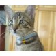 Blue, Mischling - Kater