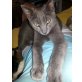 Blue, Mischling - Kater