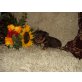 Blue Moon, Biewer Yorkshire Terrier a la pon pom - Rüde