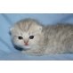 Blue Ozean, Perser - Kater