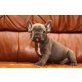 Blue-Puppy #2, Französische Bulldogge Welpen - Rüde