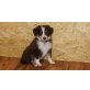 Blue Shadow´s Mona, Australian Shepherd Dog Welpen - Hündin