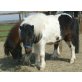 Blue, Shetland Pony - Wallach