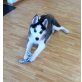 Blue, Siberian Husky Welpen - Hündin