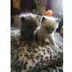 Blue - colorpoint, Britisch Kurzhaarkatze - Kater