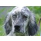 Blue, in der Tötung abgegeben - Rüde