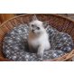 Blue + lilacpoint, Britisch Kurzhaarkatze - Katze