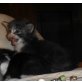Blue of Dreamwalker, Norwegische Waldkatze - Kater