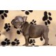 Blue-puppy #3, Französische Bulldogge Welpen - Rüde
