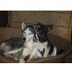 Blue und Gray, Husky - Hündin