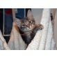 Bluebell, Türkische Angorakatze - Katze