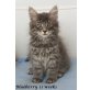 Blueberry, Norwegische Waldkatze - Katze