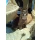 Blueberry of Dreamwalker, Norwegische Waldkatze - Katze