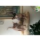 Blueberry und Goodwin, Sphynx - Kater