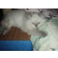 Blueboy, Perser Colourpoint - Kater