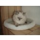 Blueboy, Perser Colourpoint - Kater