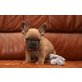 Bluefawn-puppy, Französische Bulldogge Welpen - Rüde