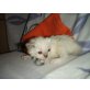 Bluegirl, Ragdoll/Persermix - Katze