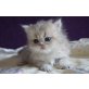 Bluegolden Blue Caramia, Perser - Katze