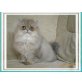 Bluegolden Katze, Perser - Katze
