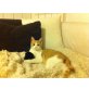 Blümchen, Blümchen sucht Familie - Katze