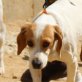 Blümchen-NOTFALL, Beagle Mix - Hündin