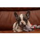 Bluepied Puppy, Französische Bulldogge Welpen - Rüde