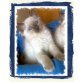 Bluepointmädels, Ragdoll - Katze