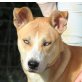 Blues, Husky Shiba Inu Mix - Rüde