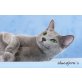 Bluestjern`s ...., Russisch Blau - Katze