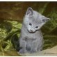 Bluestjern`s ...... ?, Russisch Blau - Katze