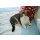 Bluffy, Bluffy, eine Liebe die zu Ende ging - Katze