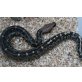 Blutpython