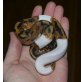 Blutpython