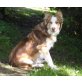 Bo, Australian-Sheperd-Mix - Rüde