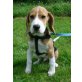 Bo, Beagle Welpen - Rüde