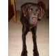 Bo, Labrador Retriever - Rüde