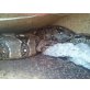 Boa C.Imp. Nicaragua - weiblich