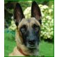 Boa, Malinois - Hündin