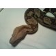 Boa constrictor imperator - weiblich