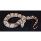 Boa constrictor - weiblich