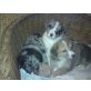 Boarder/Hütehund/Appenzeller/Schäferhund Welpen - Hündin