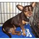 Bob Dylan, Dackel-Chihuahua-Mix - Rüde
