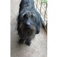 Bob, Schnauzer MIX - Rüde