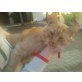 Bob - rot-getigerte Lauser - Kater
