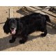 Boba, Cockerspaniel - Hündin