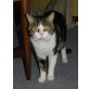 Bobbi & Billi, Europäische Kurzhaarkatze - Kater
