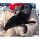 Bobby 10, Pinscher-Mischlingsrüde - Rüde