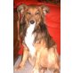 Bobby, Australian Shepherd Mix - Rüde